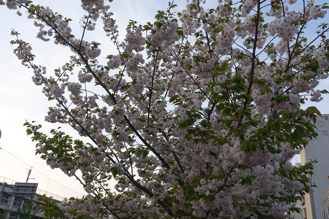 京都桜速報2018_25　No12