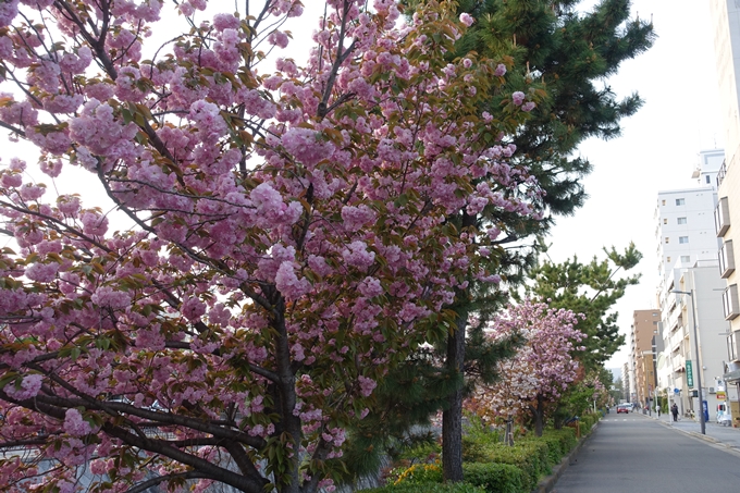 京都桜速報2018_25　No13