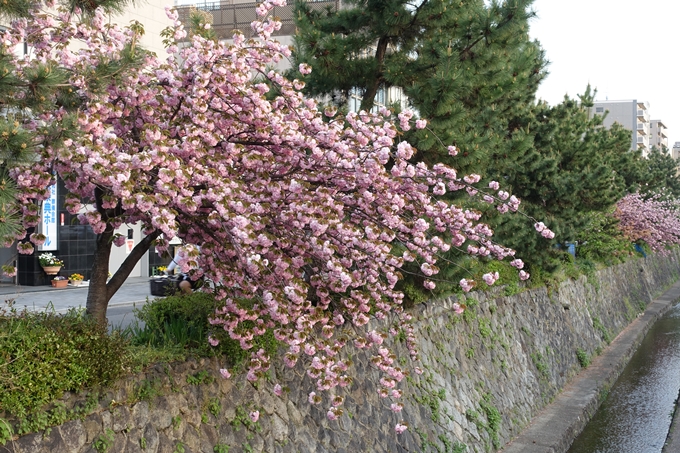 京都桜速報2018_25　No14