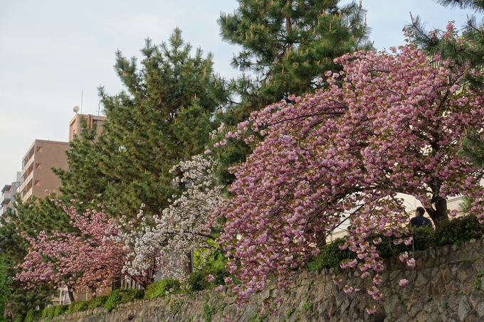 京都桜速報2018_25　No15