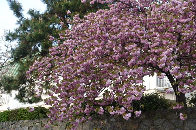 京都桜速報2018_25　No16