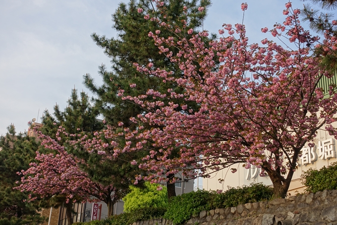 京都桜速報2018_25　No17