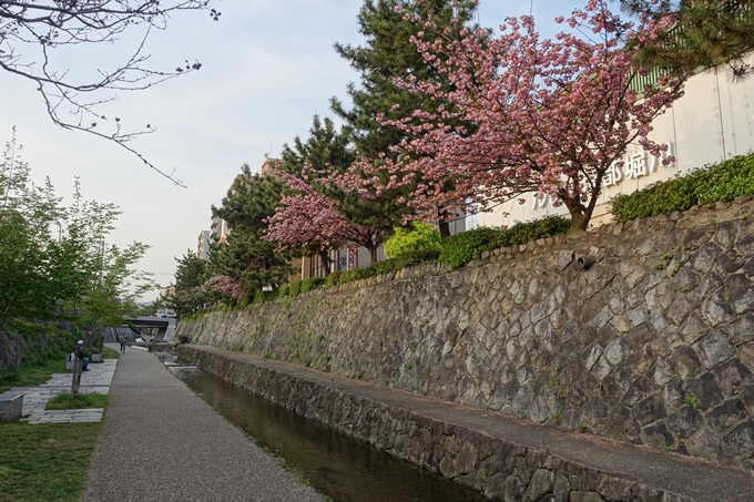 京都桜速報2018_25　No18