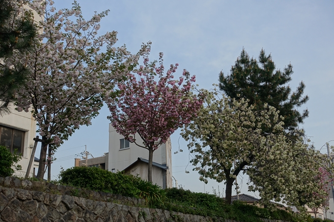 京都桜速報2018_25　No21