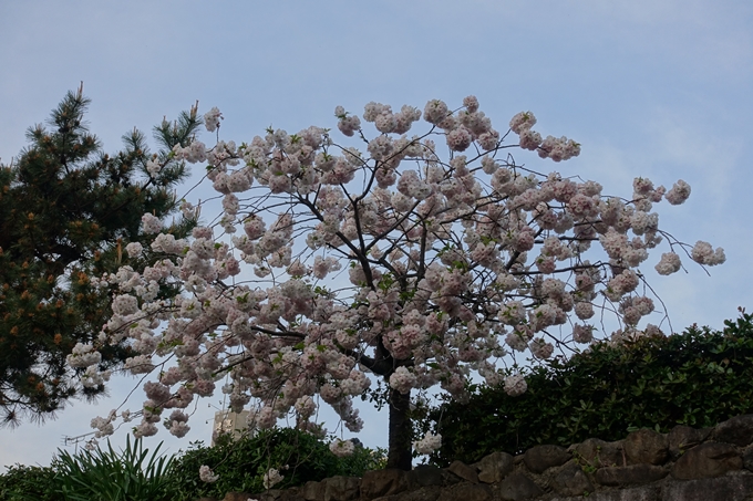 京都桜速報2018_25　No22