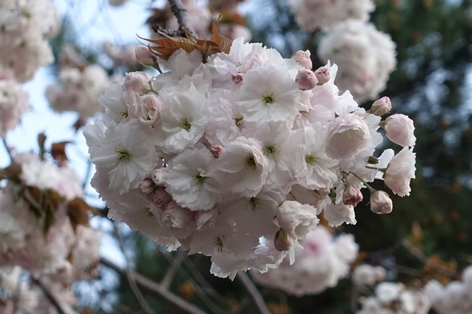 京都桜速報2018_25　No24