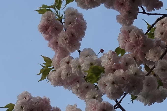 京都桜速報2018_25　No25