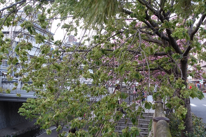 京都桜速報2018_25　No27