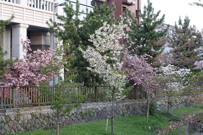 京都桜速報2018_25　No29