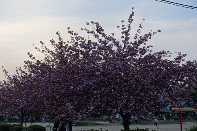 京都桜速報2018_25　No31