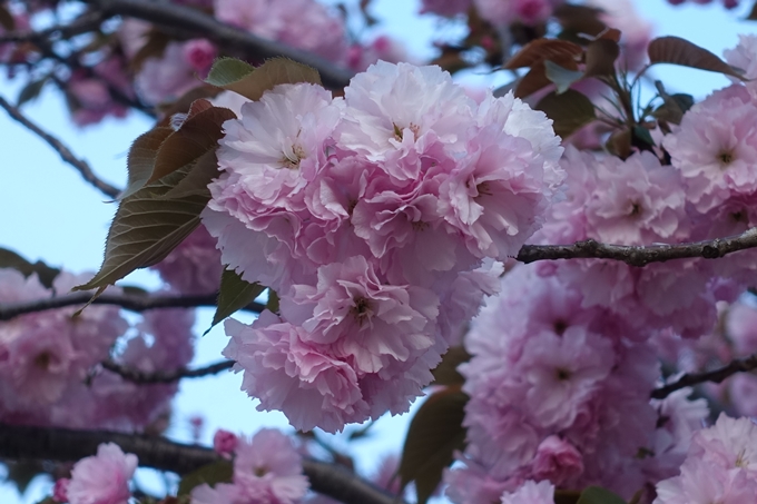 京都桜速報2018_25　No33