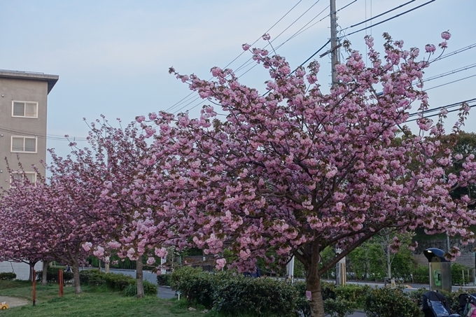 京都桜速報2018_25　No35