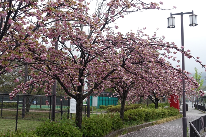 京都桜速報2018_26　No2