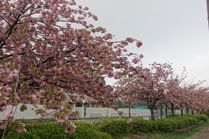 京都桜速報2018_26　No9