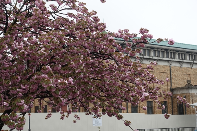 京都桜速報2018_26　No11