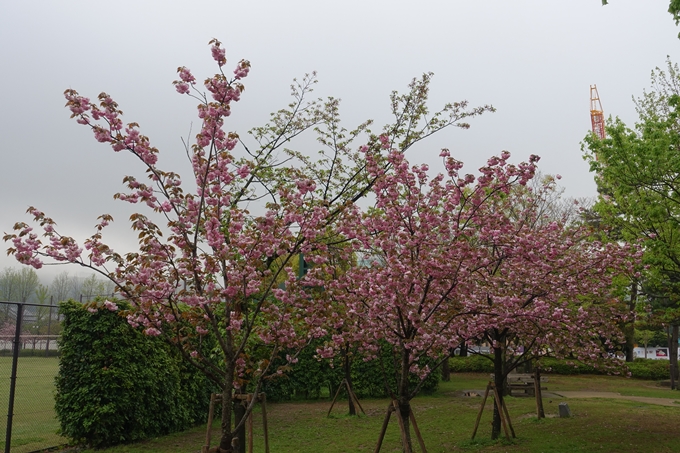 京都桜速報2018_26　No12