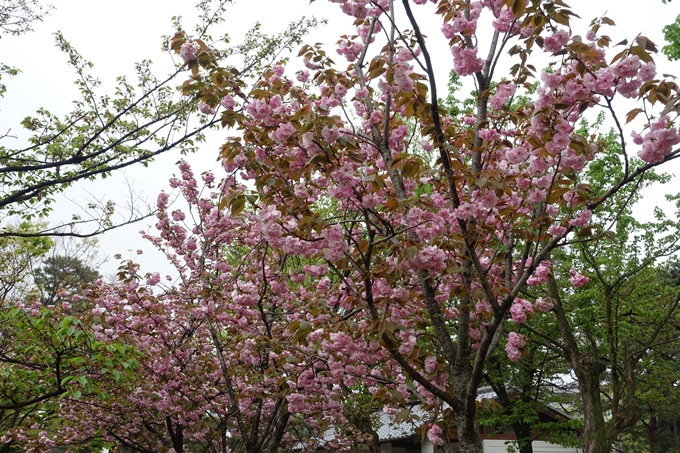 京都桜速報2018_26　No13