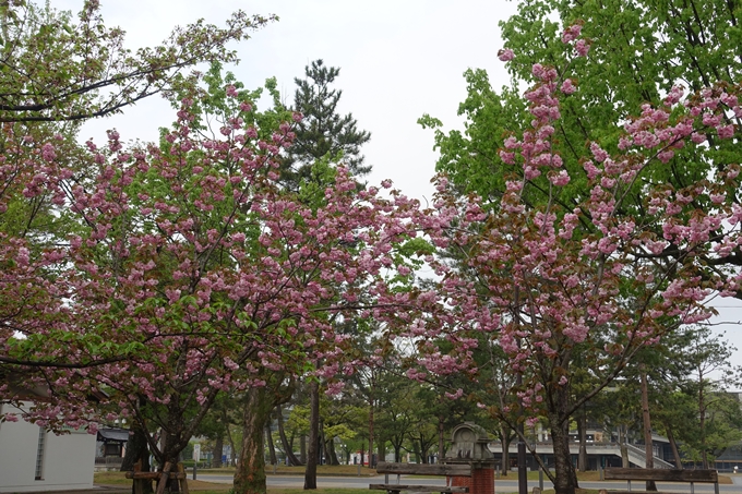 京都桜速報2018_26　No14