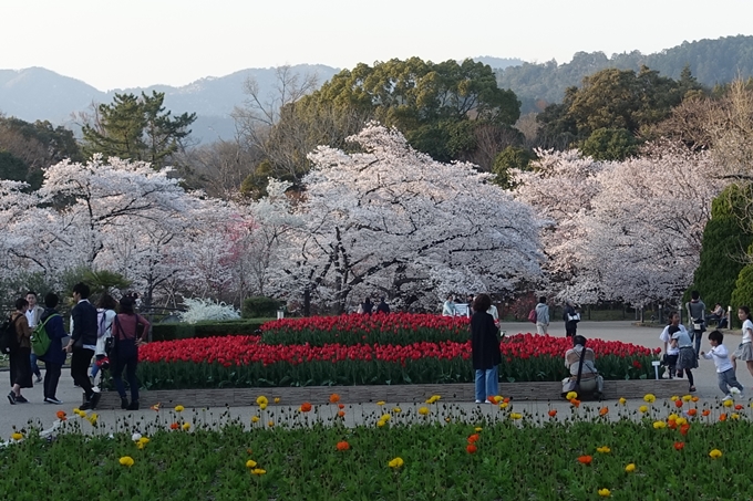 京都桜速報2018_21　No4