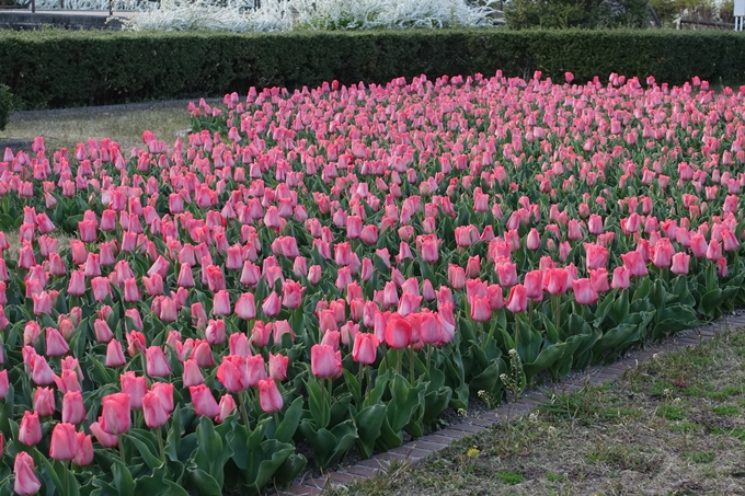 京都桜速報2018_21　No7