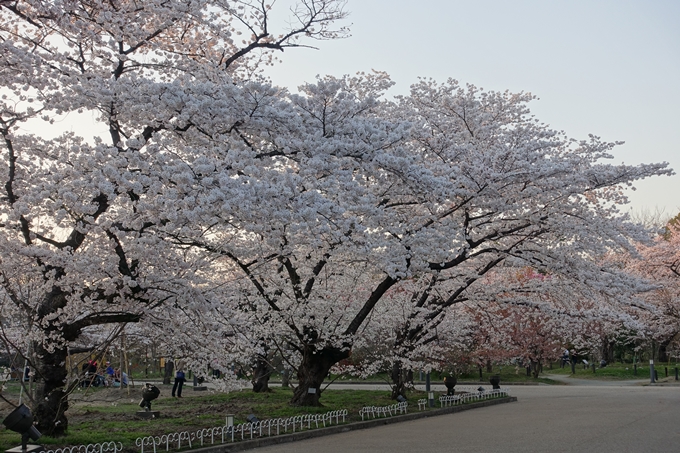 京都桜速報2018_21　No8