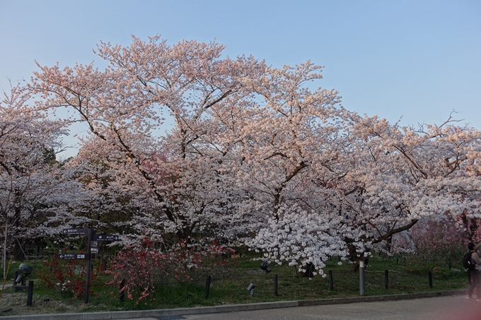 京都桜速報2018_21　No9