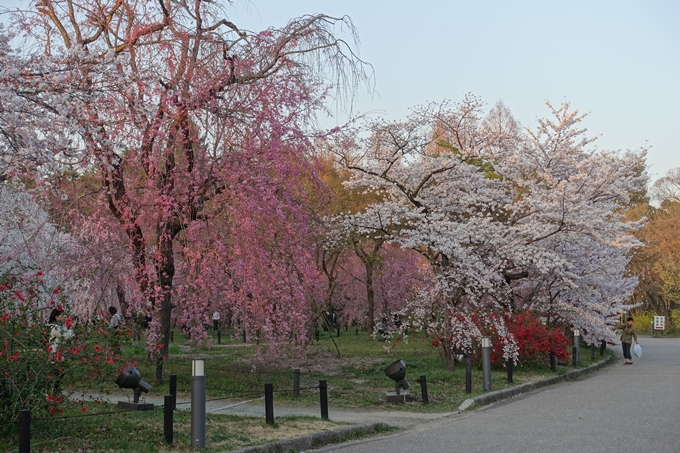 京都桜速報2018_21　No10