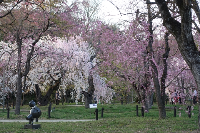 京都桜速報2018_21　No11