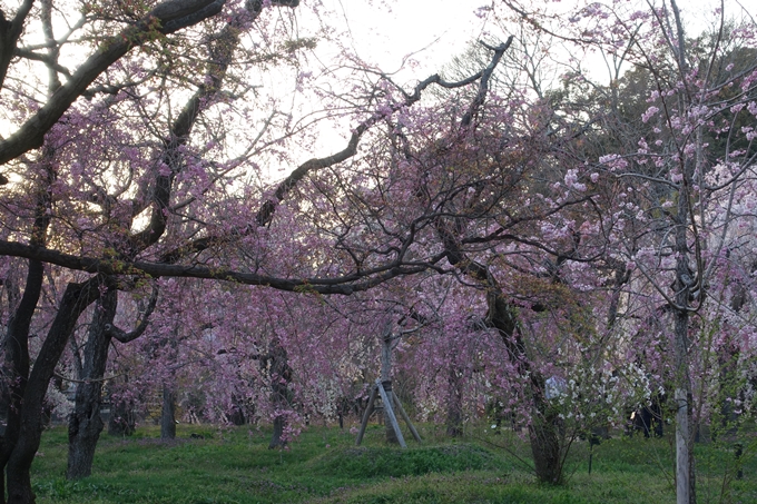 京都桜速報2018_21　No12