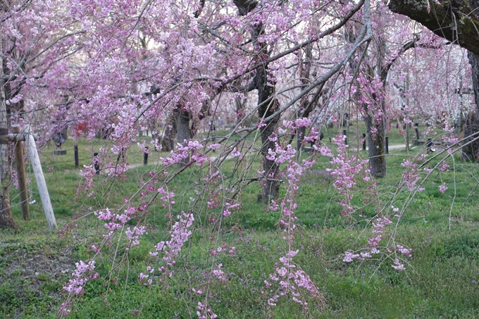 京都桜速報2018_21　No13