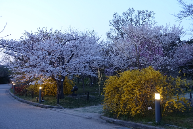 京都桜速報2018_21　No18