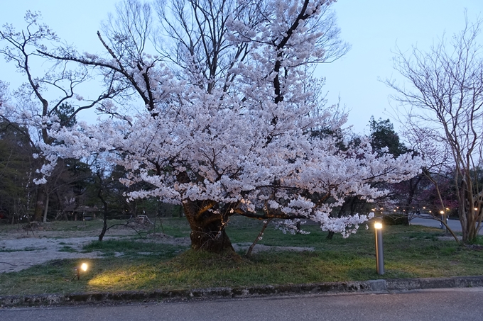 京都桜速報2018_21　No19