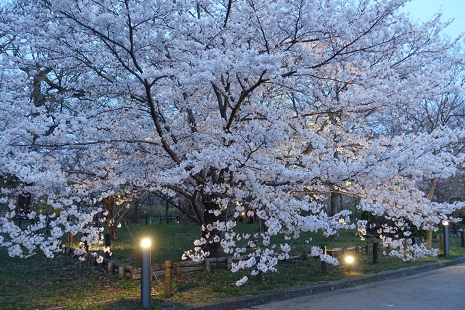 京都桜速報2018_21　No20