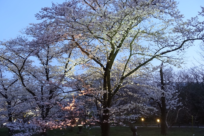 京都桜速報2018_21　No21