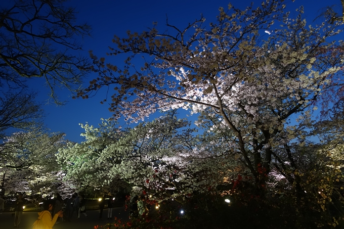 京都桜速報2018_21　No22