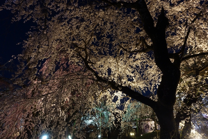 京都桜速報2018_21　No26