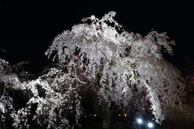 京都桜速報2018_21　No27