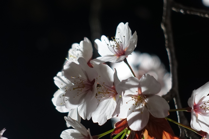 京都桜速報2018_21　No32