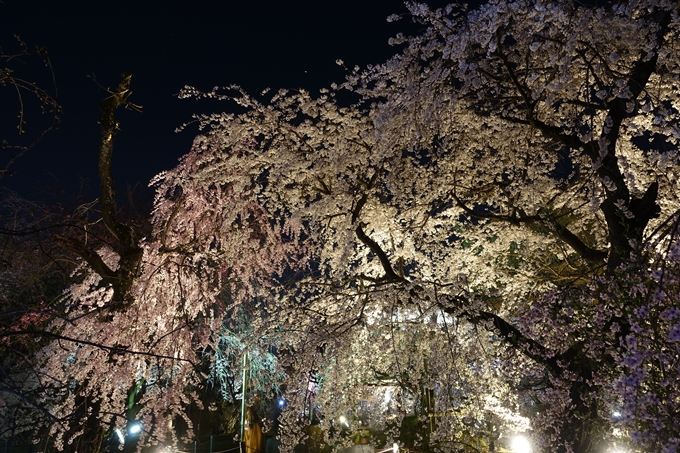 京都桜速報2018_21　No34