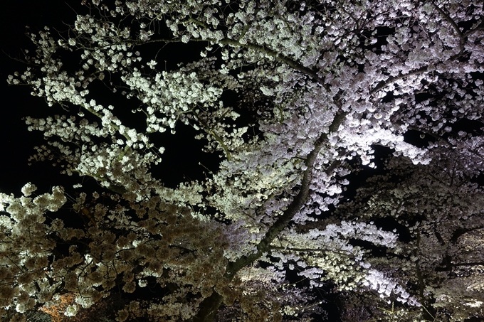 京都桜速報2018_21　No37