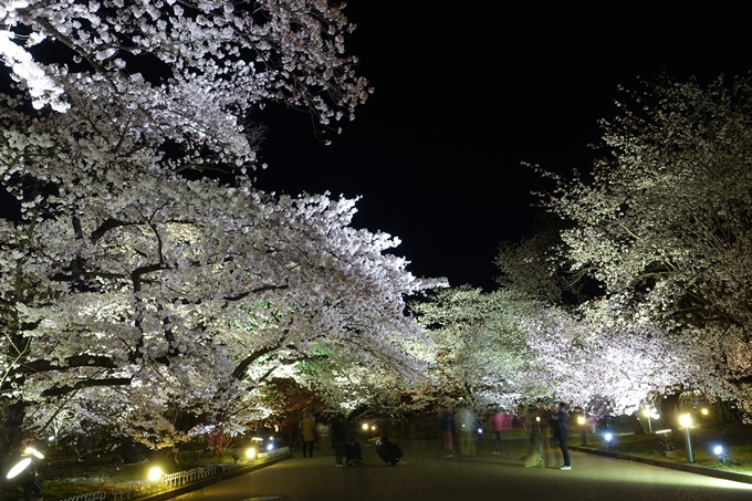 京都桜速報2018_21　No38