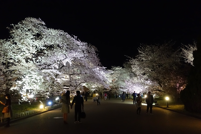 京都桜速報2018_21　No39