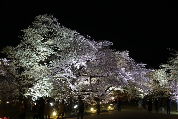 京都桜速報2018_21　No40