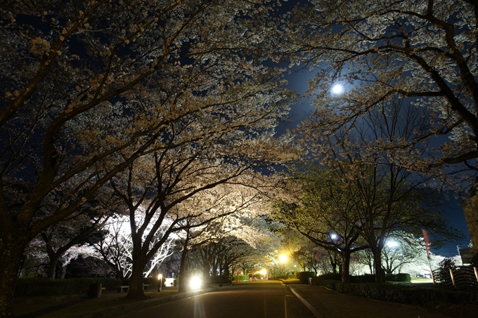 京都桜速報2018_20　No9