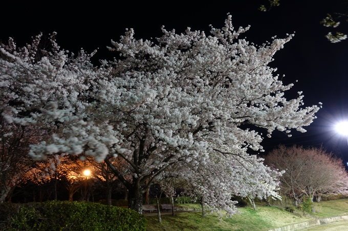 京都桜速報2018_20　No10