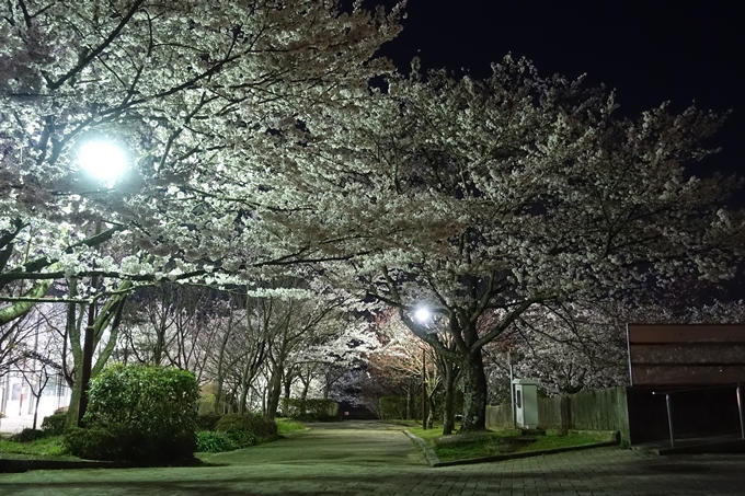 京都桜速報2018_20　No11