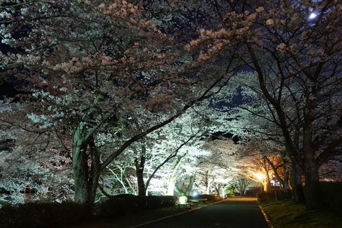 京都桜速報2018_20　No14