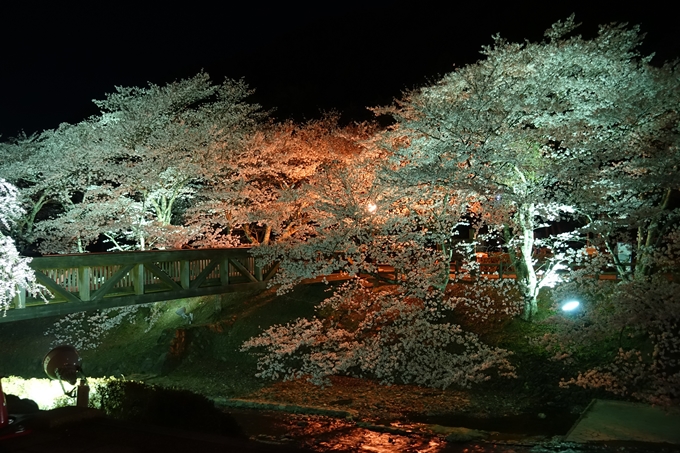 京都桜速報2018_20　No15