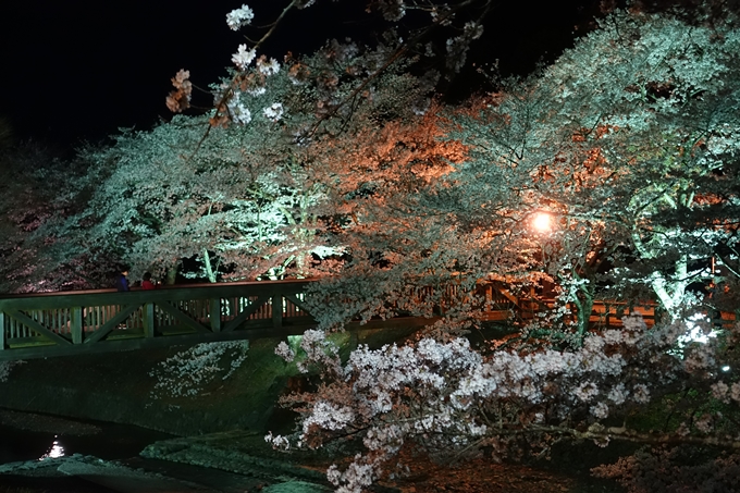 京都桜速報2018_20　No17