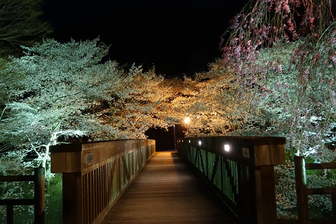 京都桜速報2018_20　No18